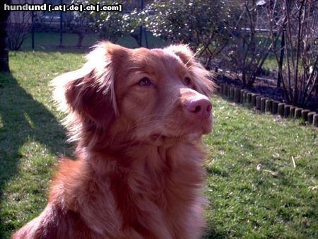 Nova Scotia Duck Tolling Retriever Hunde Foto 9410 Nova Scotia Duck Tolling Retriever Akira vom Sickinger Land (Maia), 10 Monate