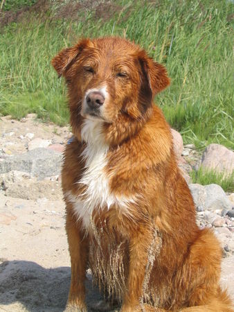 Nova Scotia Duck Tolling Retriever Ich bin ROMY