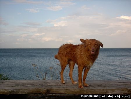 Nova Scotia Duck Tolling Retriever Maia (Akira vom Sickinger Land), 16 Monate