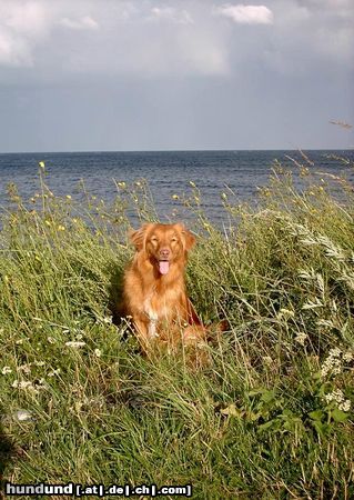 Nova Scotia Duck Tolling Retriever Maia (Akira vom Sickinger Land) 16 Monate