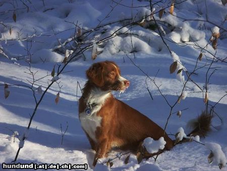 Nova Scotia Duck Tolling Retriever Hunde Foto 7509 Nova Scotia Duck Tolling Retriever Copper and Brass\'s Zaratustra (Sockx). WWW.DUCK-TOLLER.COM - WWW.THE-DREAMWORKER.COM