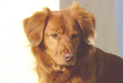 Nova Scotia Duck Tolling Retriever Sandy 8 Jahre