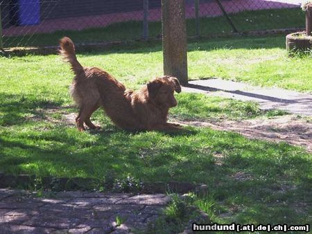 Nova Scotia Duck Tolling Retriever Hunde Foto 7512 Nova Scotia Duck Tolling Retriever Copper and Brass's Bellarossa (Skye). WWW.DUCK-TOLLER.COM - WWW.THE-DREAMWORKER.COM