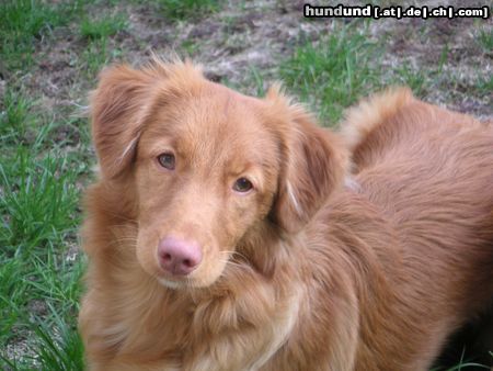 Nova Scotia Duck Tolling Retriever Hunde Foto 9417 Nova Scotia Duck Tolling Retriever Akira vom Sickinger Land (Maia), 6 Monate
