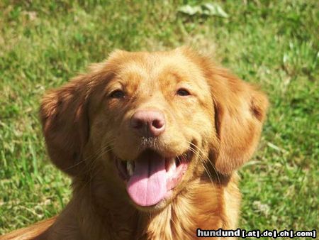 Nova Scotia Duck Tolling Retriever Hunde Foto 7513 Nova Scotia Duck Tolling Retriever Copper and Brass's Bellarossa (Skye). WWW.DUCK-TOLLER.COM - WWW.THE-DREAMWORKER.COM