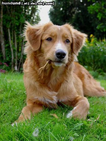 Nova Scotia Duck Tolling Retriever Hunde Foto 5996 Nova Scotia Duck Tolling Retriever nocheinmal Monty - 6 Monate alt