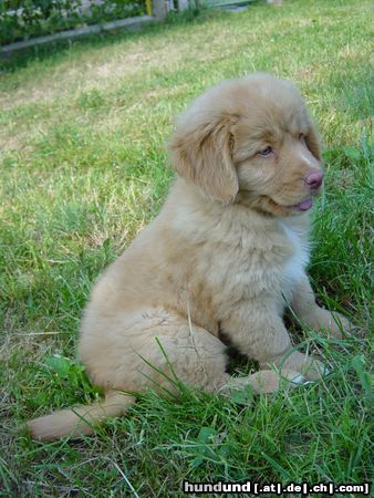 Nova Scotia Duck Tolling Retriever nova scotia das idt super Rasse,top Charakter,freundlich.