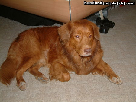 Nova Scotia Duck Tolling Retriever Hunde Foto 26029 in höherer Auflösung ansehen Nova Scotia Duck Tolling Retriever Jake 7 Jahre