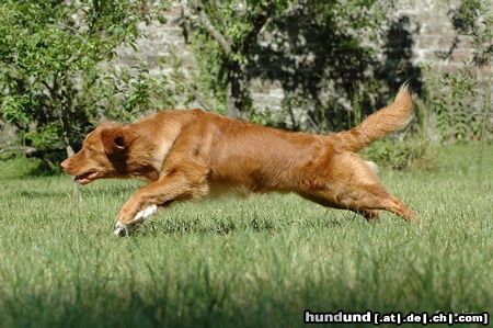 Nova Scotia Duck Tolling Retriever Eddy beim 