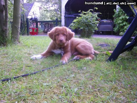 Nova Scotia Duck Tolling Retriever Eddy auf Wangerooge