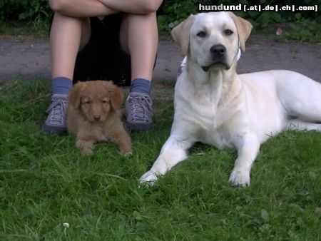 Nova Scotia Duck Tolling Retriever Hunde Foto 9412 Nova Scotia Duck Tolling Retriever Akira vom Sickinger Land (Maia) und Zirrah von der Pfalz (Goa)