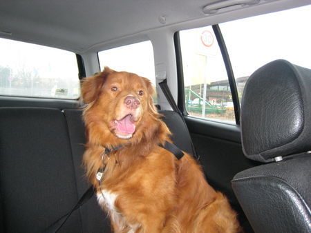 Nova Scotia Duck Tolling Retriever Hunde Foto 42166 in höherer Auflösung ansehen Nova Scotia Duck Tolling Retriever Jake 10 Jahre alt