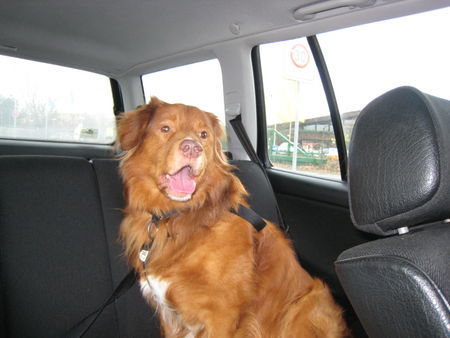 Nova Scotia Duck Tolling Retriever Jake 10 Jahre alt