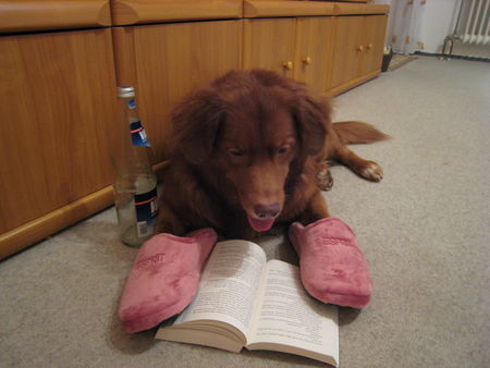 Nova Scotia Duck Tolling Retriever Hunde Foto 42167 in höherer Auflösung ansehen Nova Scotia Duck Tolling Retriever Jake 10 Jahre alt