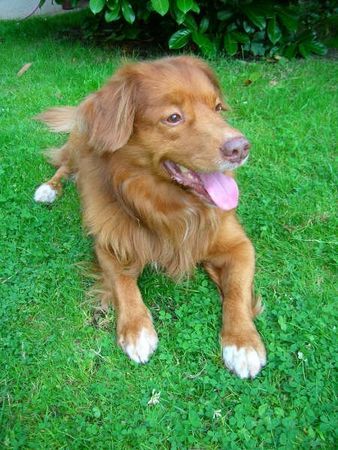 Nova Scotia Duck Tolling Retriever