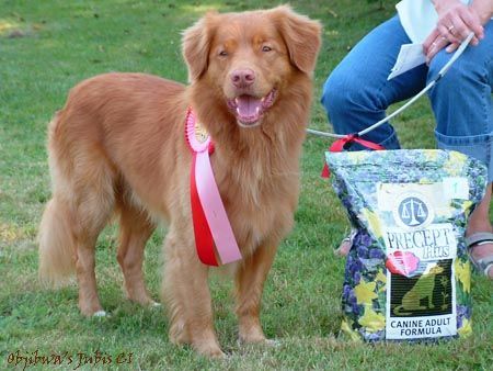 Nova Scotia Duck Tolling Retriever