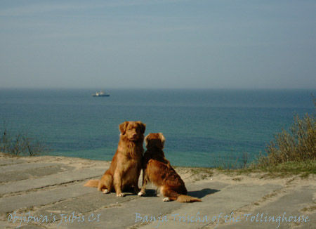 Nova Scotia Duck Tolling Retriever