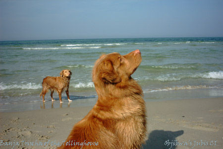 Nova Scotia Duck Tolling Retriever