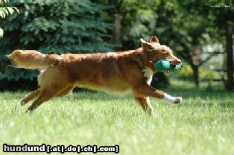 Nova Scotia Duck Tolling Retriever Eddy at Work