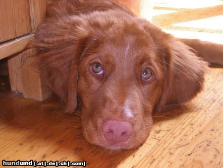 Nova Scotia Duck Tolling Retriever Small Eddy Wind from Nova´s Power