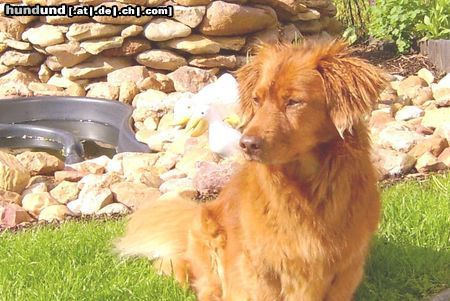 Nova Scotia Duck Tolling Retriever Sandy