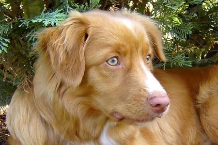 Nova Scotia Duck Tolling Retriever Leroy 1/2 Jahr