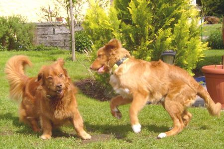 Nova Scotia Duck Tolling Retriever Tolle(r) Liebe Sandy und Leroy