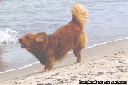 Nova Scotia Duck Tolling Retriever Sandy Ostsee