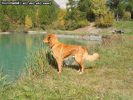 Nova Scotia Duck Tolling Retriever Ningo