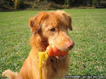 Nova Scotia Duck Tolling Retriever Objibwa's Ningo Bianong