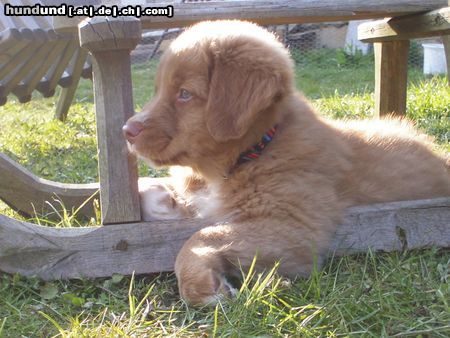 Nova Scotia Duck Tolling Retriever Small Eddy Wind from Nova´s Power