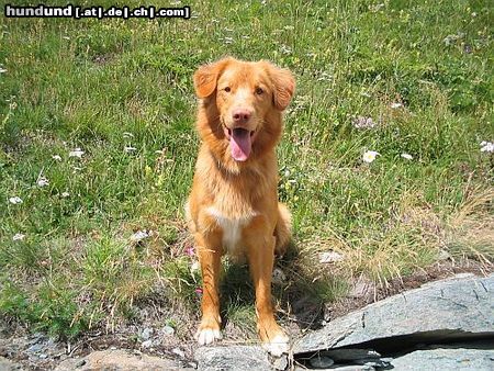 Nova Scotia Duck Tolling Retriever Ningo