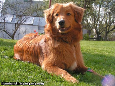 Nova Scotia Duck Tolling Retriever Hunde Foto 11286 Nova Scotia Duck Tolling Retriever Ardo Red-ist junge super Hund mit Interes Aport,Wasser,spielt.Das ist liebe zu Leute und Tiere.