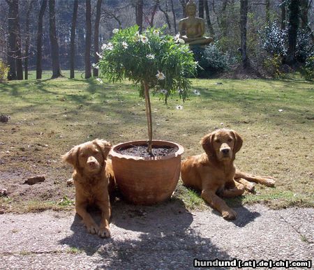 Nova Scotia Duck Tolling Retriever Isis & rechts Ihre 10 Monate junge Tochter (gekreutzt mit einem Golden Retriever)