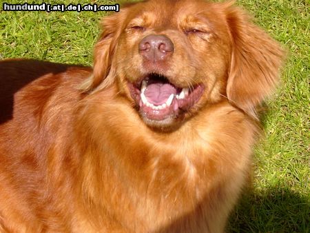 Nova Scotia Duck Tolling Retriever Sandy blendend weiße Zähne