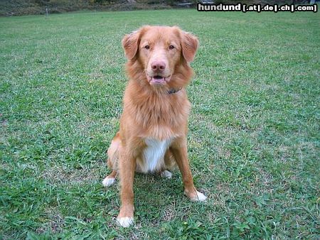 Nova Scotia Duck Tolling Retriever Objibwa\'s Ningo Bianong