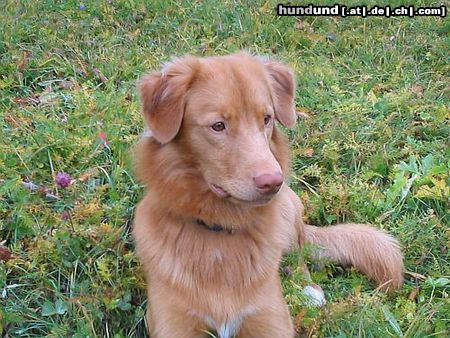 Nova Scotia Duck Tolling Retriever Objibwa's Ningo Bianong