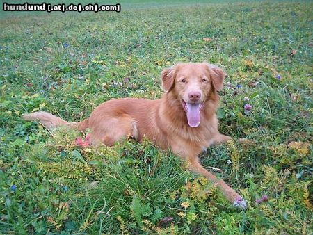 Nova Scotia Duck Tolling Retriever Objibwa's Ningo Bianong