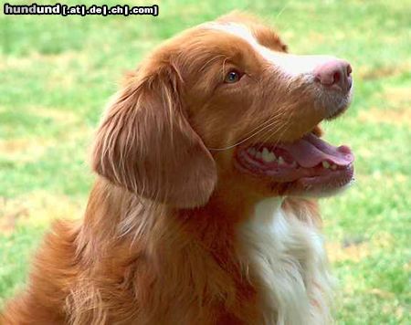 Nova Scotia Duck Tolling Retriever nova scotia das idt super Rasse,top Charakter,freundlich.