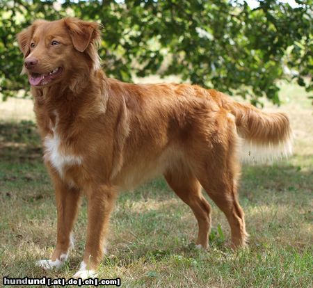 Nova Scotia Duck Tolling Retriever Objibwa`s Shey-Ana *Djamba 11.5.2006