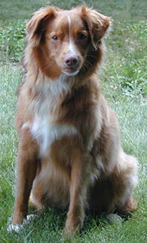 Nova Scotia Duck Tolling Retriever Hunde Foto 69 Nova Scotia Duck Tolling Retriever