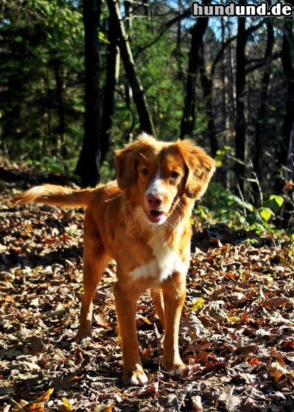 Nova Scotia Duck Tolling Retriever Nova Scotia Duck Tolling Retriever