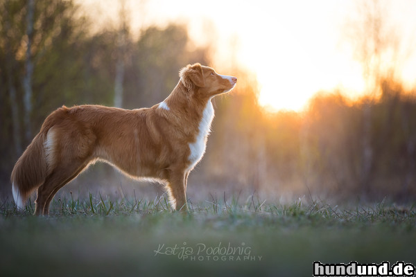 Nova Scotia Duck Tolling Retriever Arduinas Faithful Joy