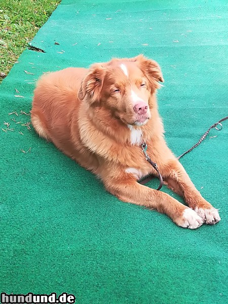 Nova Scotia Duck Tolling Retriever Nova Scotia Duck Tolling Retriever