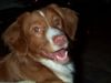 Nova Scotia Duck Tolling Retriever Foto: Copper and Brass's Zaratustra (Sockx). WWW.DUCK-TOLLER.COM - WWW.THE-DREAMWORKER.COM (ID 7508) Nova Scotia Duck Tolling Retriever Hund