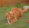 Nova Scotia Duck Tolling Retriever Hund