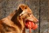 Nova Scotia Duck Tolling Retriever Foto: Dummy Fan (ID 21016) Nova Scotia Duck Tolling Retriever Hund