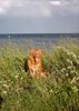 Nova Scotia Duck Tolling Retriever Hund