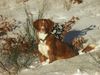 Nova Scotia Duck Tolling Retriever Foto: Copper and Brass\\\'s Zaratustra (Sockx). WWW.DUCK-TOLLER.COM - WWW.THE-DREAMWORKER.COM (ID 7510) Nova Scotia Duck Tolling Retriever Hund