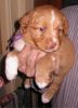 Nova Scotia Duck Tolling Retriever Hund